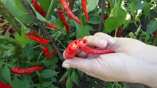 Борьба с вредителями: Эффективные способы защиты растений Борьба с вредителями: Эффективные способы защиты растений