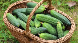 Элементы необходимые растениям: калий