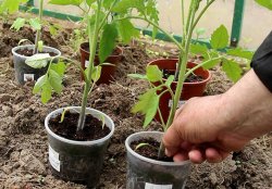 Готовим почву в теплице, теплицу и правильно высаживаем рассаду томатов