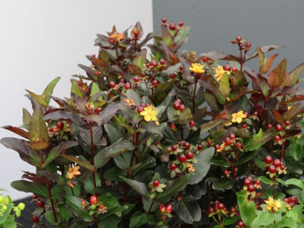 Как я полюбила зверобой — о декоративных сортах, пользе для сада и пчёлах Как я полюбила зверобой — о декоративных сортах, пользе для сада и пчёлах