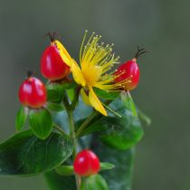 Как я полюбила зверобой — о декоративных сортах, пользе для сада и пчёлах Как я полюбила зверобой — о декоративных сортах, пользе для сада и пчёлах