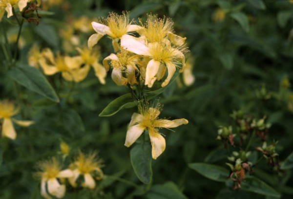 Как я полюбила зверобой — о декоративных сортах, пользе для сада и пчёлах Как я полюбила зверобой — о декоративных сортах, пользе для сада и пчёлах