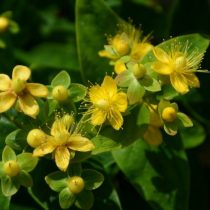 Как я полюбила зверобой — о декоративных сортах, пользе для сада и пчёлах Как я полюбила зверобой — о декоративных сортах, пользе для сада и пчёлах