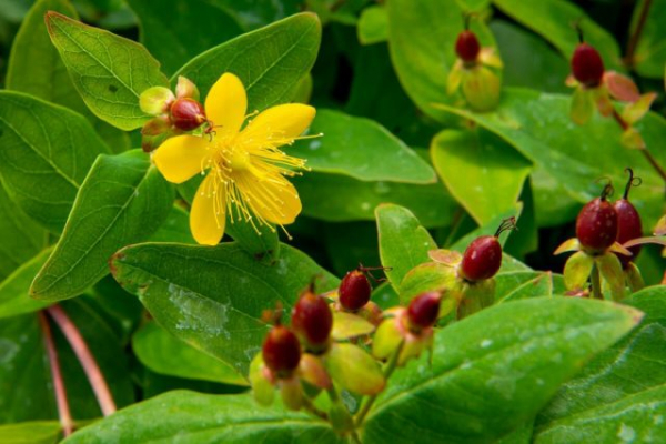 Как я полюбила зверобой — о декоративных сортах, пользе для сада и пчёлах Как я полюбила зверобой — о декоративных сортах, пользе для сада и пчёлах