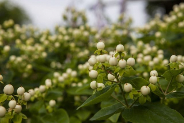 Как я полюбила зверобой — о декоративных сортах, пользе для сада и пчёлах Как я полюбила зверобой — о декоративных сортах, пользе для сада и пчёлах