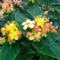 Как я полюбила зверобой — о декоративных сортах, пользе для сада и пчёлах Как я полюбила зверобой — о декоративных сортах, пользе для сада и пчёлах