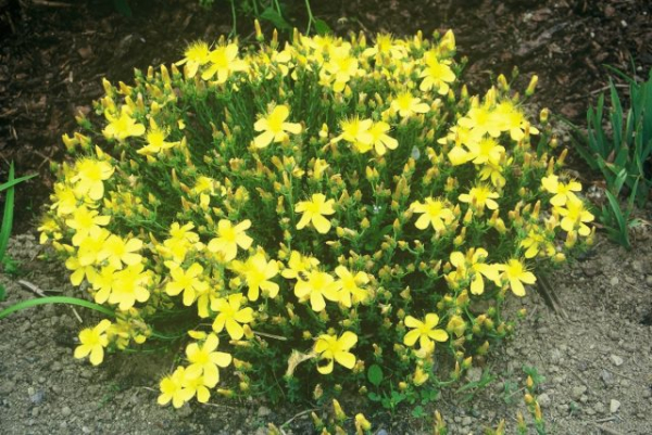 Как я полюбила зверобой — о декоративных сортах, пользе для сада и пчёлах Как я полюбила зверобой — о декоративных сортах, пользе для сада и пчёлах