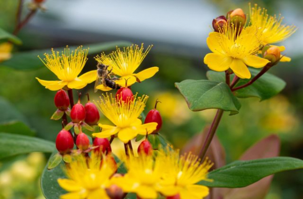 Как я полюбила зверобой — о декоративных сортах, пользе для сада и пчёлах Как я полюбила зверобой — о декоративных сортах, пользе для сада и пчёлах
