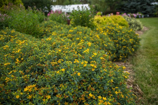 Как я полюбила зверобой — о декоративных сортах, пользе для сада и пчёлах Как я полюбила зверобой — о декоративных сортах, пользе для сада и пчёлах