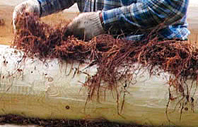 Конопатка сруба бани или деревянного дома