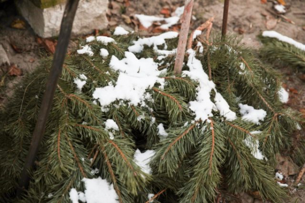 Лучшие варианты укрытий для роз на зиму