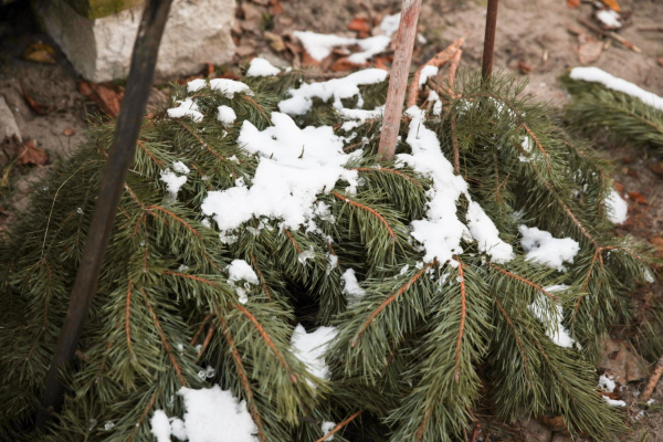 Лучшие варианты укрытий для роз на зиму