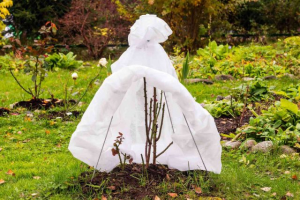 Лучшие варианты укрытий для роз на зиму