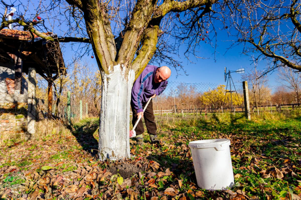 Лунный календарь садовода и огородника на октябрь 2025 года