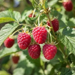 Осенний уход за малиной: 7 шагов к обильному урожаю весной