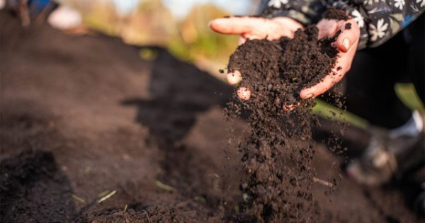 Осенняя подкормка для хвойных — как не ошибиться