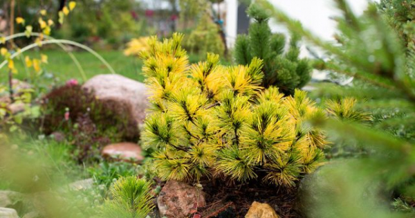 Осенняя подкормка для хвойных — как не ошибиться