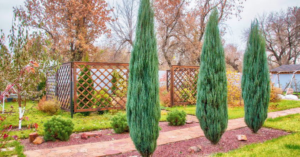 Осенняя подкормка для хвойных — как не ошибиться Осенняя подкормка для хвойных — как не ошибиться