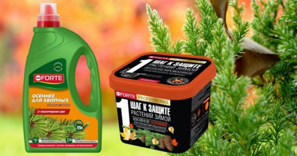 Осенняя подкормка для хвойных — как не ошибиться