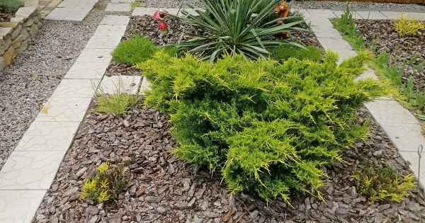 Осенняя подкормка для хвойных — как не ошибиться Осенняя подкормка для хвойных — как не ошибиться