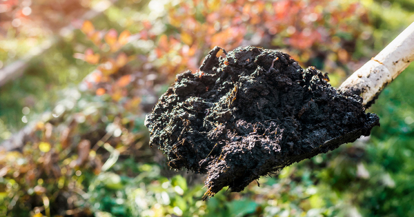 Подготовка грядок осенью — 5 шагов для богатого урожая Подготовка грядок осенью — 5 шагов для богатого урожая