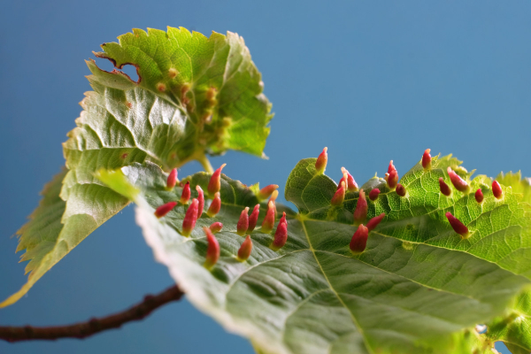 Растительноядные клещи — главная опасность сада и огорода осенью Растительноядные клещи — главная опасность сада и огорода осенью