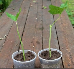 Размножение ягодных и декоративных культур зелеными черенками