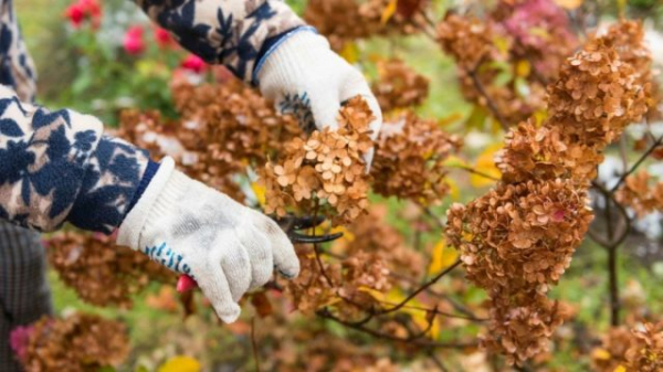 Самая подробная инструкция по уходу за гортензиями осенью Самая подробная инструкция по уходу за гортензиями осенью