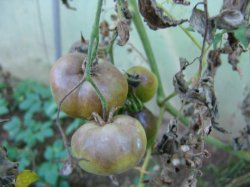 Томаты не заболеют фитофторозом, если ....