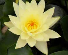 Кувшинка, или нимфея