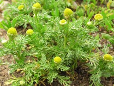 Ромашки Ромашки