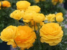 Лютик садовый Лютик садовый