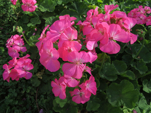 Пеларгония садовая Пеларгония садовая