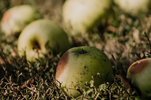 10 опасностей падалицы: как не погубить сад осенью 10 опасностей падалицы: как не погубить сад осенью