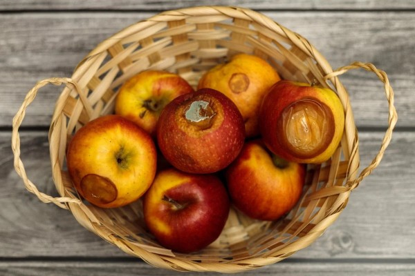 10 опасностей падалицы: как не погубить сад осенью 10 опасностей падалицы: как не погубить сад осенью