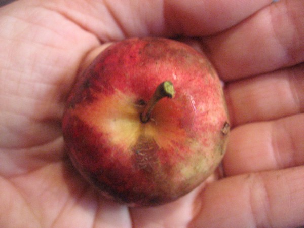 10 опасностей падалицы: как не погубить сад осенью 10 опасностей падалицы: как не погубить сад осенью