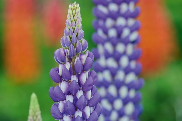 10 опасных растений для котов в осеннем саду