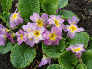 Примула, или первоцвет весенний Примула, или первоцвет весенний