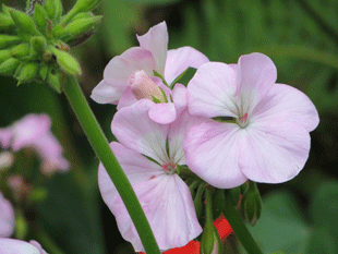 Пеларгония садовая Пеларгония садовая