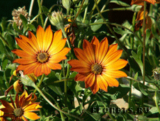 Остеоспермум Остеоспермум