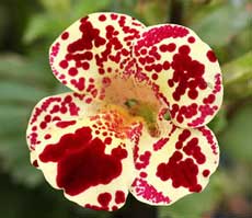 Мимулюс, или губастик Мимулюс, или губастик