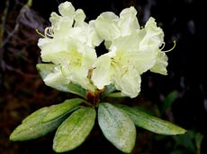 Рододендрон Рододендрон