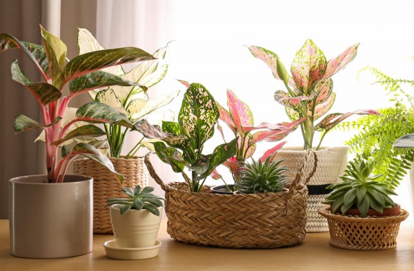 25+ эффектных растений в осенних оттенках для вашего дома 25+ эффектных растений в осенних оттенках для вашего дома