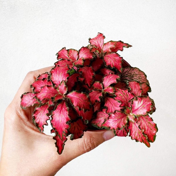 25+ эффектных растений в осенних оттенках для вашего дома 25+ эффектных растений в осенних оттенках для вашего дома