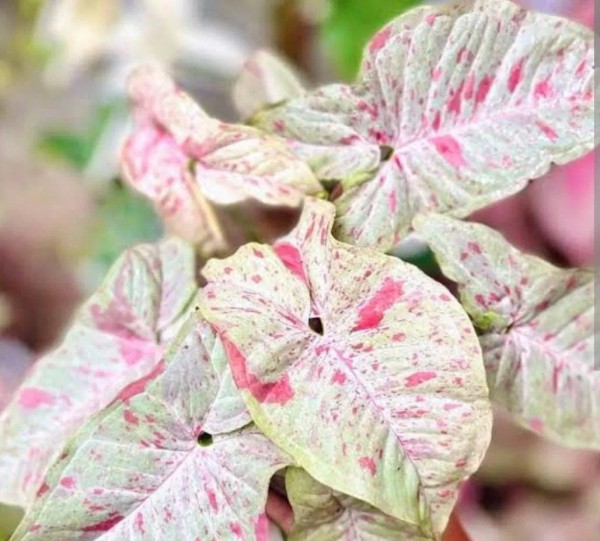 25+ эффектных растений в осенних оттенках для вашего дома 25+ эффектных растений в осенних оттенках для вашего дома