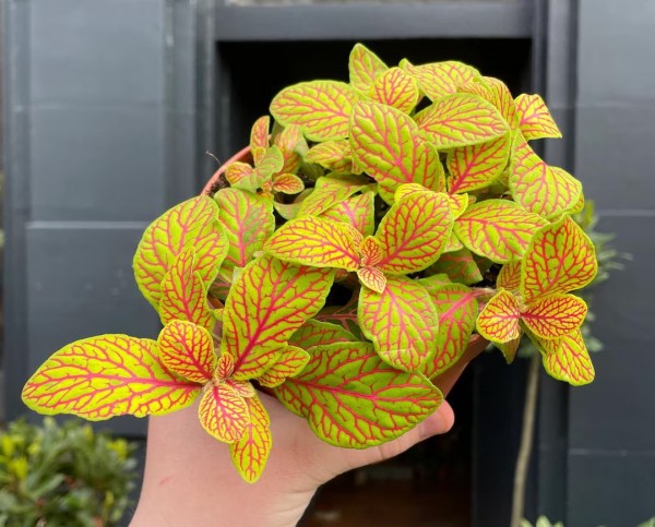 25+ эффектных растений в осенних оттенках для вашего дома 25+ эффектных растений в осенних оттенках для вашего дома