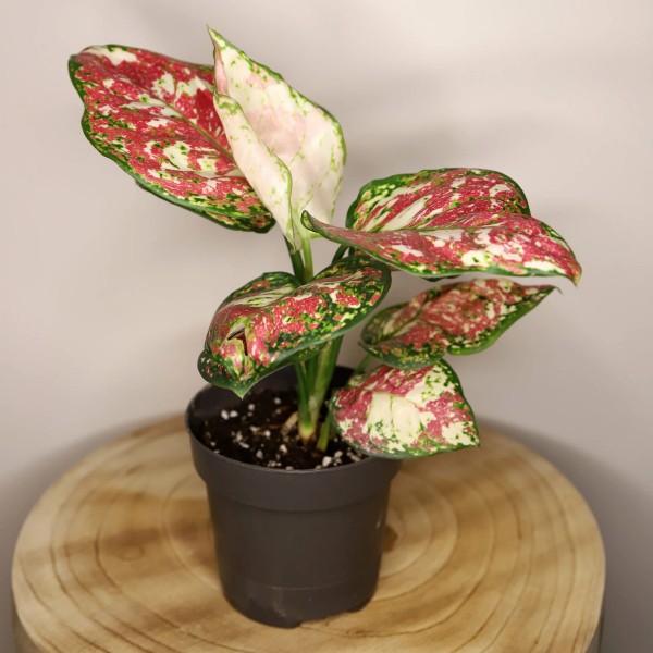 25+ эффектных растений в осенних оттенках для вашего дома 25+ эффектных растений в осенних оттенках для вашего дома