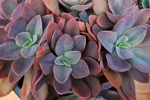 25+ эффектных растений в осенних оттенках для вашего дома 25+ эффектных растений в осенних оттенках для вашего дома