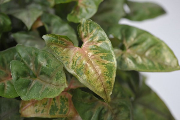 25+ эффектных растений в осенних оттенках для вашего дома 25+ эффектных растений в осенних оттенках для вашего дома