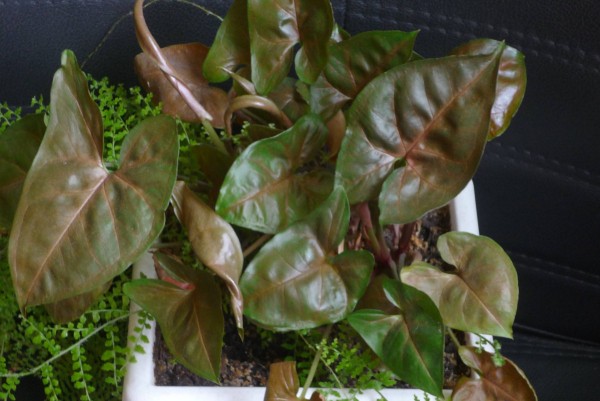 25+ эффектных растений в осенних оттенках для вашего дома 25+ эффектных растений в осенних оттенках для вашего дома